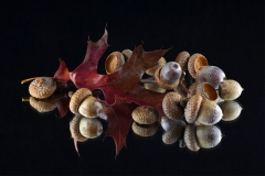 Acorn Reflection