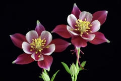 Red Aquilegia Duo