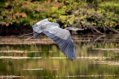 Fall Flight