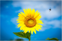 Sunflower and Bumblebee