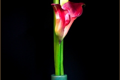 Calla Lily