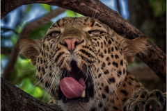 Yawning Cheetah