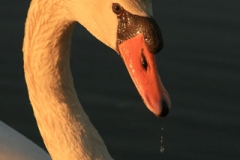 Swan