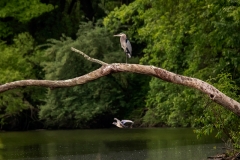 Out on a Limb