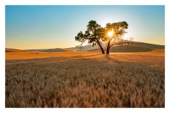 22A-Kale-Sunrise-Sunburst-Through-Lone-Tree