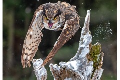 26A-Excellence-Kale-Great-Horned-Owl-Icy-Takeoff