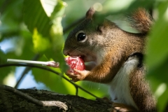 Lollipop Squirrel