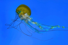 National Aquarium Jellyfish - Certificate of Excellence