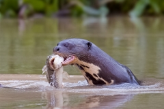 Giant Otter With Fish