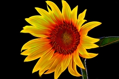 Midnight Sunflower