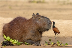 Capybara, Jacana