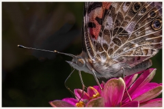 Painted Lady Macro