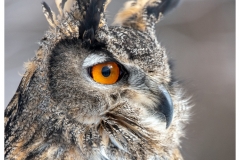 Great Horned Owl Close Up