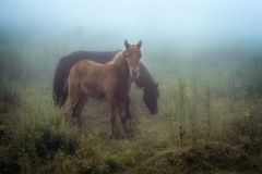 Feral Horses Of Mt Rogers, Virginia