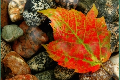 Autumn Leaf