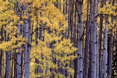 Aspen Grove Colorado