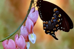 Butterfly on Bleeding Heart