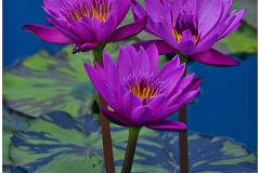 Water Lily Trio