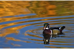 Wood Duck 2009