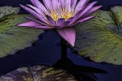 Waterlily and Shadow
