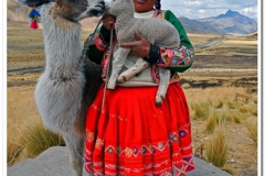 Llama Kiss in Peru II