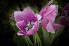 Pink-Tulips